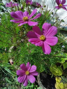 Äitimaan rohdot ja multidimensionaaliset Valohoidot