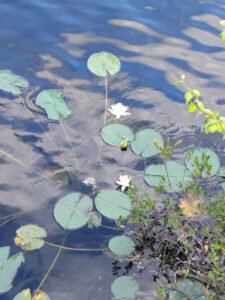 Äitimaan rohdot ja multidimensionaaliset Valohoidot