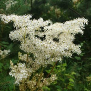 Mesiangervo-tinktuura: Erilaisiin kiputiloihin, vahvat Äitimaan Valotaajuudet sekä pohjoisenlähteen veden Valokristallipyörre voimistamassa. Mesiangervovoide