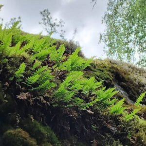 Kallioimarre-tinktuura Ikiaikainen lakritsan makuinen äitimaan yskänlääke, ylärintaa avaava rohtokasvi.