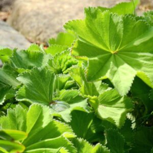 Poimulehtivoide Haavaumien ja ruhjeiden hoitoon, voi kokeilla jopa pieniä murtumia (esim.”potkitut varpaat” 🙆🏻‍♀️) hoivaamaan. Poimulehti hoitaa ihoa, ihana kasvovoide ja tasaava mm. naisten hormonaalisiin "vaivoihin".