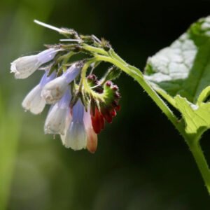 Rohtoraunioyrttivoide: haasteellisiin iho-oireisiin, mustelmiin, ruhjeisiin, haavaumiin, luunmurtumien hoitoon, reumaan, nivelvaurioihin, kipuihin. Edistää ihon parantumista ja haavojen arpeutumista. estää tulehduksia.