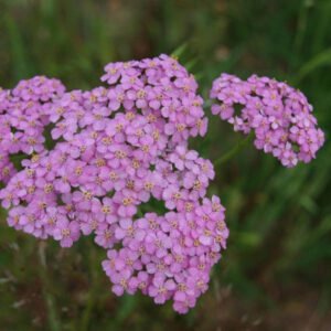 Siankärsämö, Vaaleanpunainensiankärsämö-tinktuura: erilaisiin tulehdus ja kiputiloihin kehossa, kehon yleiseen hyvinvointiin, flunssaan, kuumeeseen, sydänkeskusta hellimään ja hoitamaan.