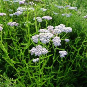 Siankärsämö-tinktuura; yleistä hyvinvointia tukemaan, erilaisiin tulehdustiloihin, flunssaoireisiin, kuumeeseen, kipuihin.