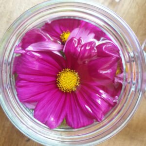 Kosmoskukka-tinktuura Lempeä apu unihaasteisiin, rauhoittaa, ”keventää” pujahdusta kosmokseen ja purkutyöhön