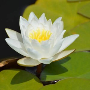 Lumme-tinktuura: Rentouttava, rauhoittava ja tasaava tinktuura vaikka nukkumishaasteisiin. Maku lempeän hedelmäinen/kukkainen.