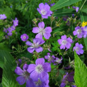 Metsäkurjenpolvi-tinktuura: Äitimaan metsäkukkataajuudet, maadoittava, sydänkeskusta ja ylempiä energiakeskuksia avaava vaikutus. Naisen hormonitoimintaa tukeva ja vahvistava.