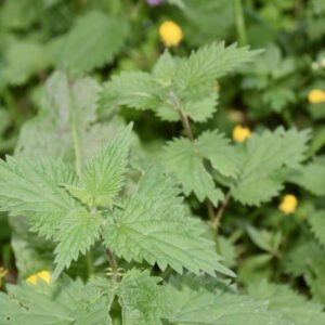 Ruusujuuri&Nokkonen-tinktuura: kokonaisvaltaisesti voimaannuttava, vahvistava ja elimistön hyvinvoinnin tasapainoa tukeva. Nokkosta uutettu juuresta siemeniin asti, koko kasvia ja kaverina ruusujuuren juurta. Nokkonen on tulehdusta ehkäisevä ja sisältää luontaisia antihistamiineja. Toimii elimistössä erityisesti puhdistavana ja aineenvaihduntaa tasapainottavana rohtona. Sen verta puhdistavat ja vahvistavat ominaisuudet auttavat kehoa poistamaan kuona-aineita ja tukevat esimerkiksi maksan ja munuaisten toimintaa. Nokkonen tukee myös hiusten, ihon hyvinvointia. Ruusujuuri voimaannuttaa, vahvistaa elimistöä, virkistää ja lievittää väsymystä, kipuja. Tasapainottaa stressaantunutta oloa. Kasvainten vastainen. Edistää tasapainoa immuunijärjestelmän ja keskushermoston välillä.